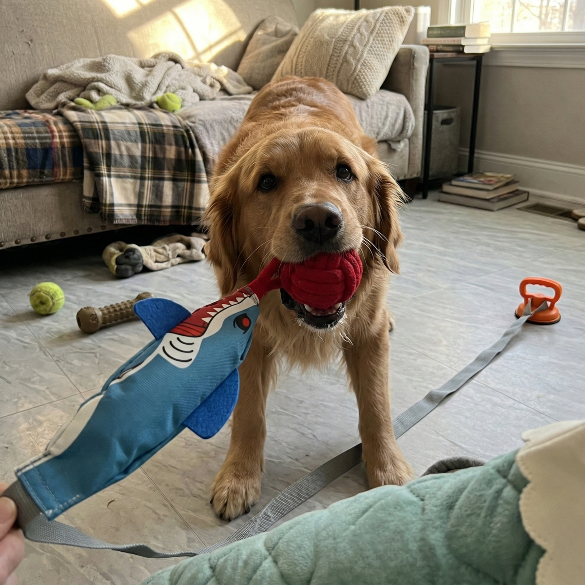 Suction cup shark tug toy for dogs, photo 4