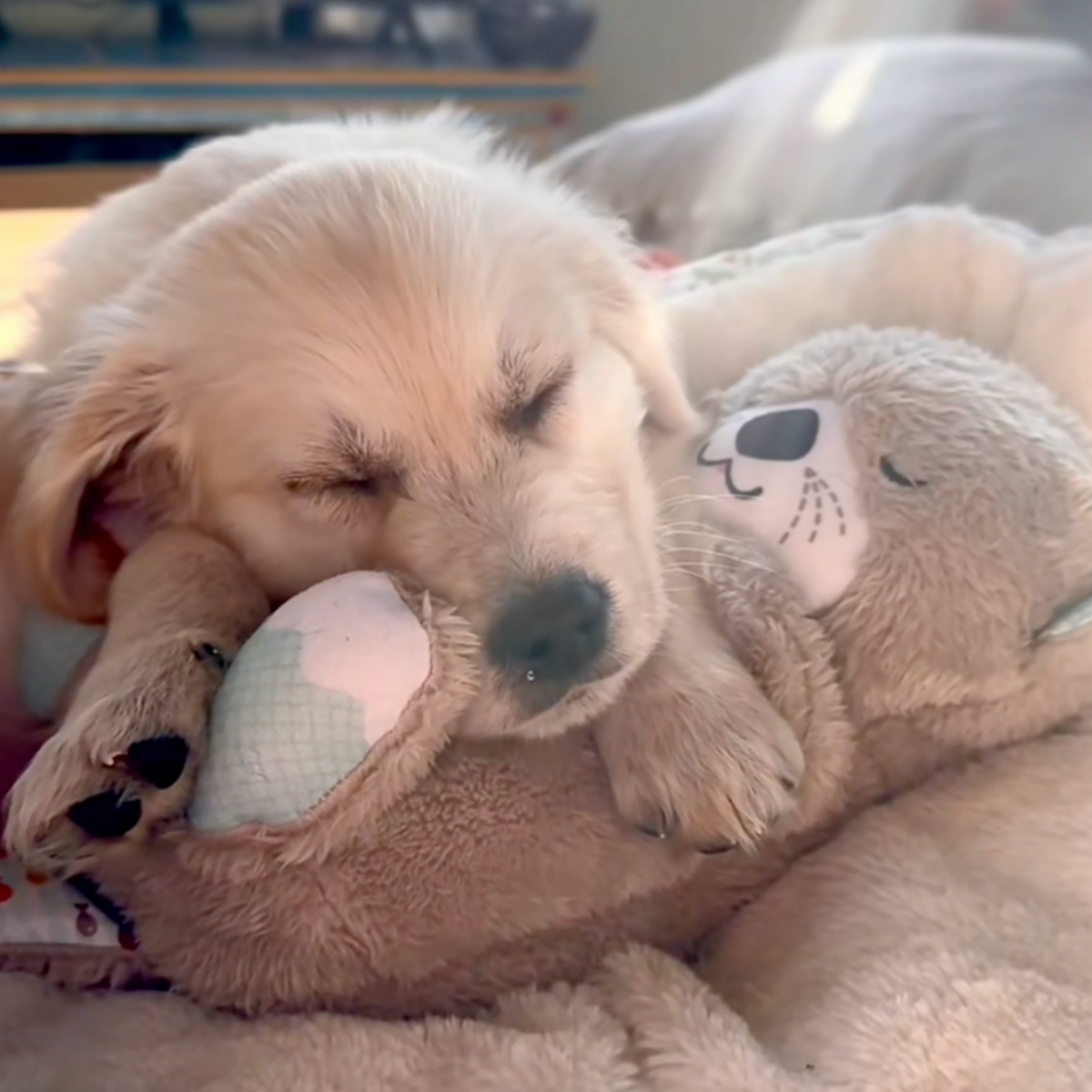 Heartbeat plush otter toy for puppies, photo 2