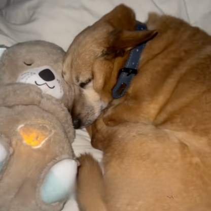 Heartbeat plush otter toy for puppies, photo 6