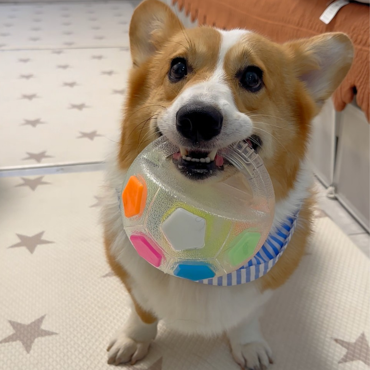Squeaky soccer ball dog toy with tennis ball inside, photo 4
