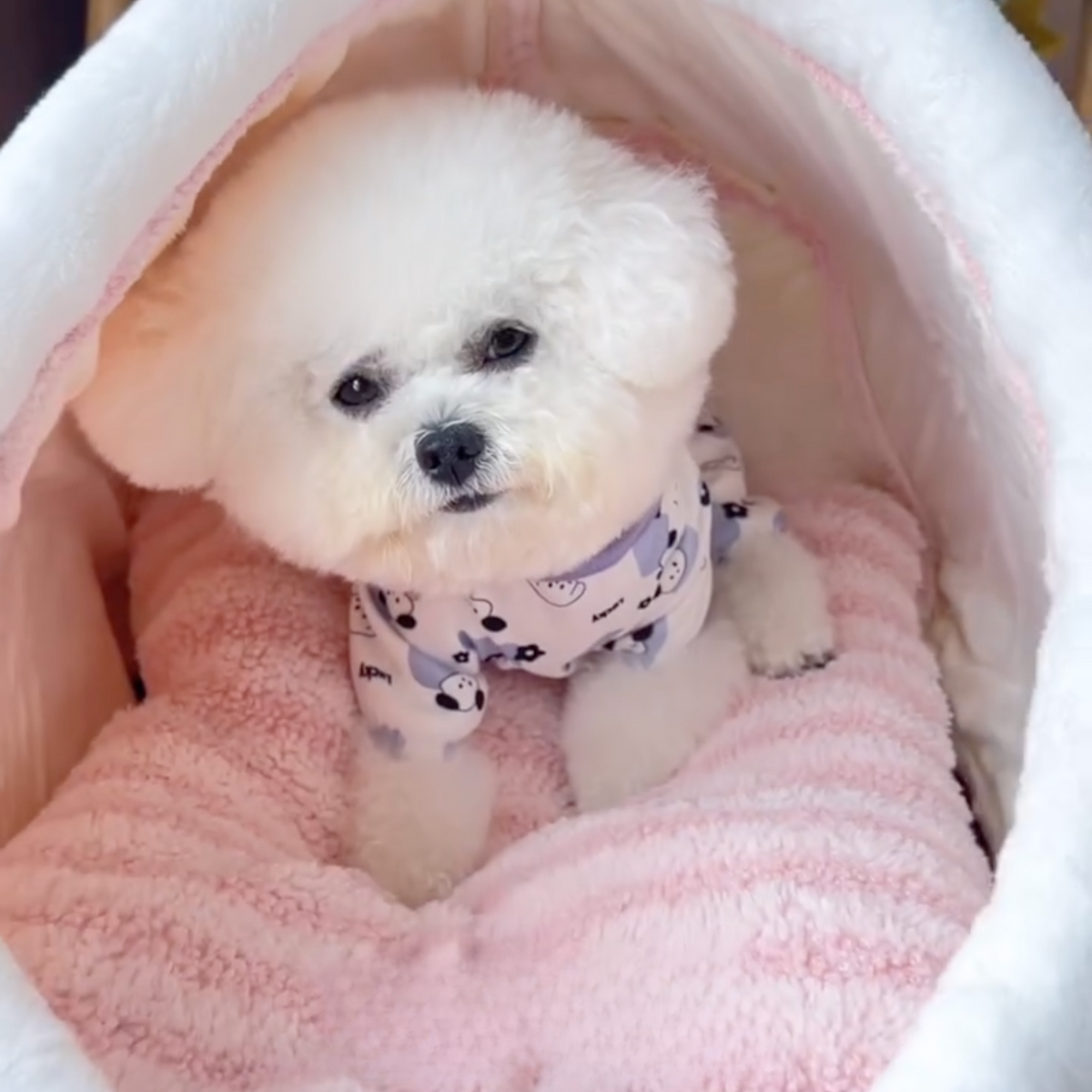 Tunnel dog bed with plush cushion, photo 14