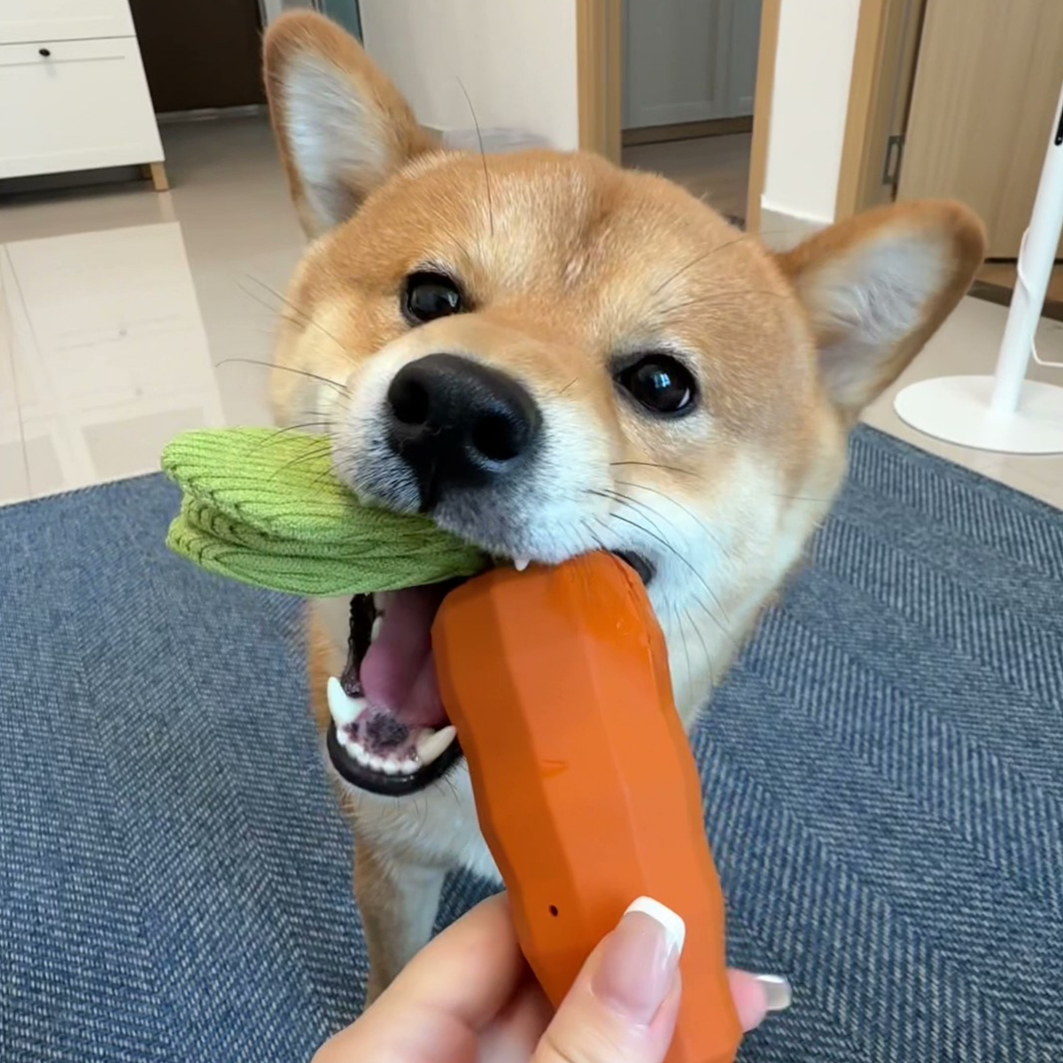 Squeaky carrot dog toy, orange