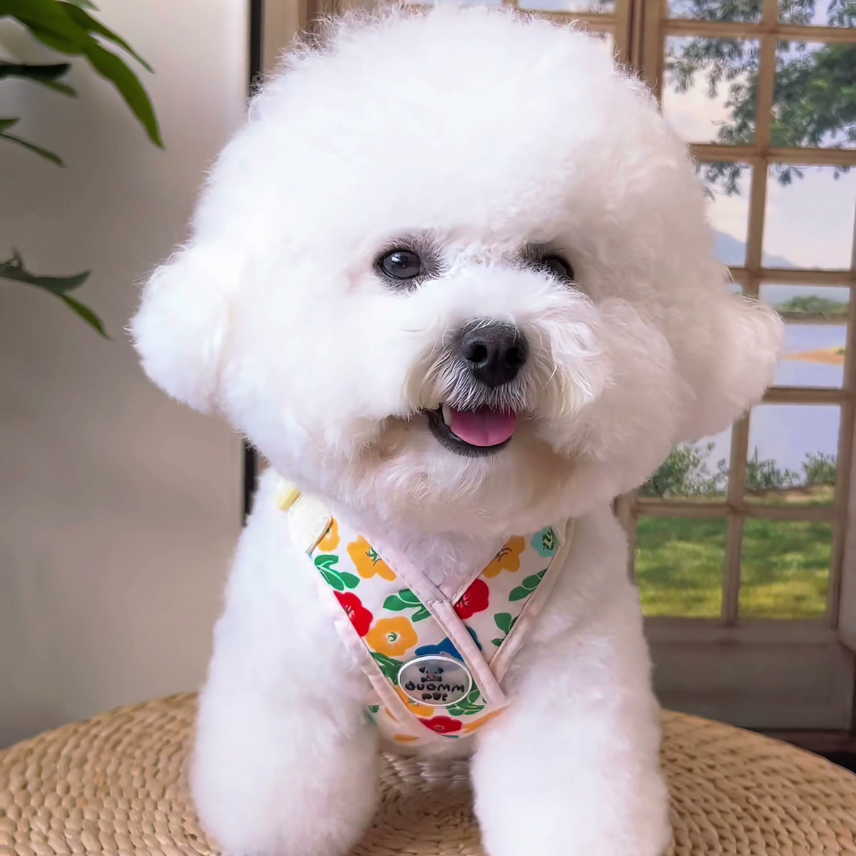 Printed X-style dog harness for small dogs, beige