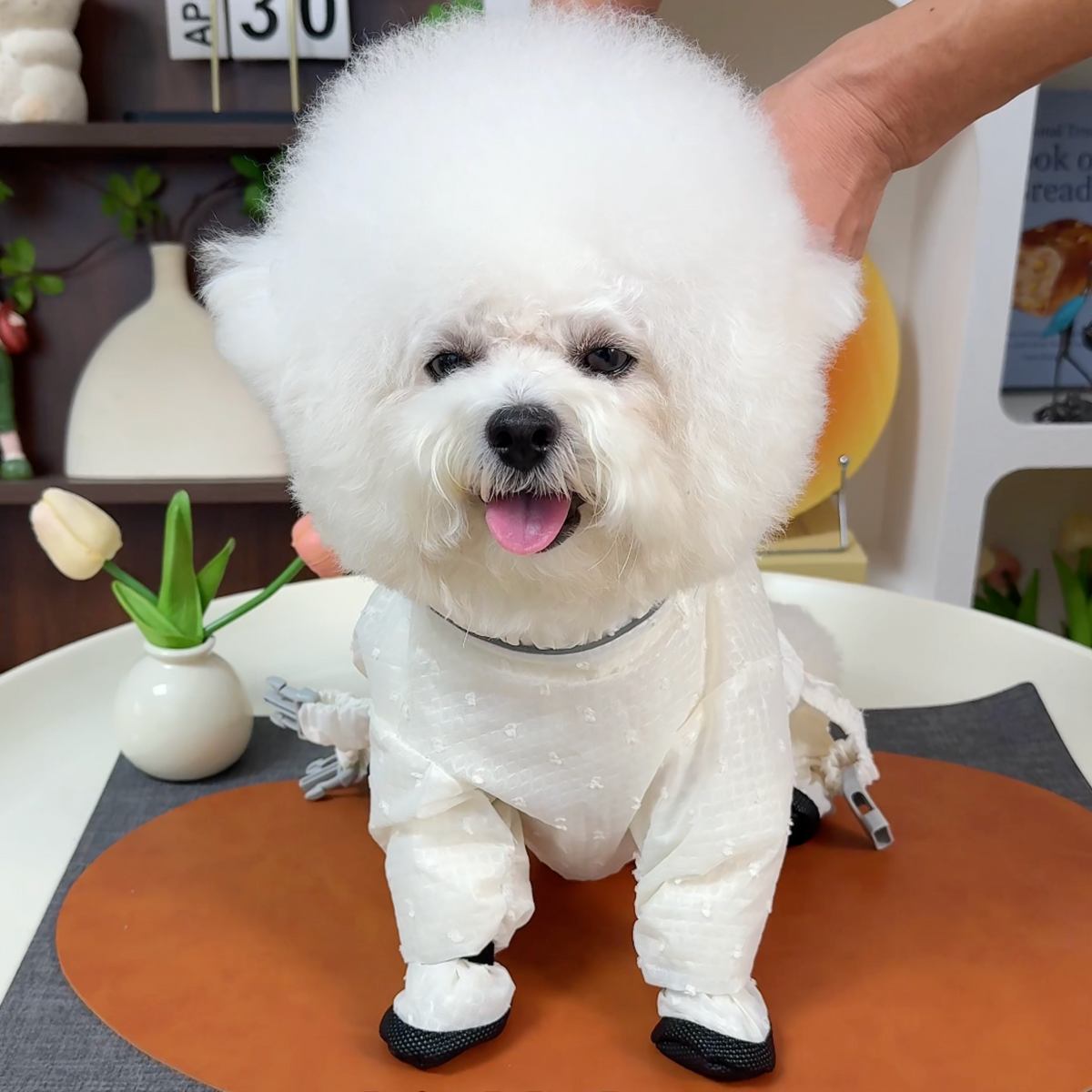 Waterproof dog jumpsuit with booties