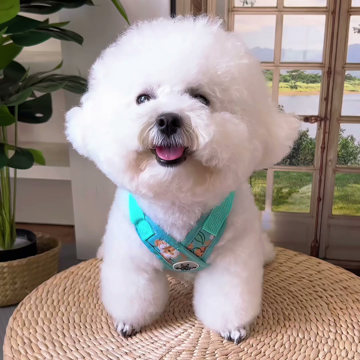 Printed X-style dog harness for small dogs, mint