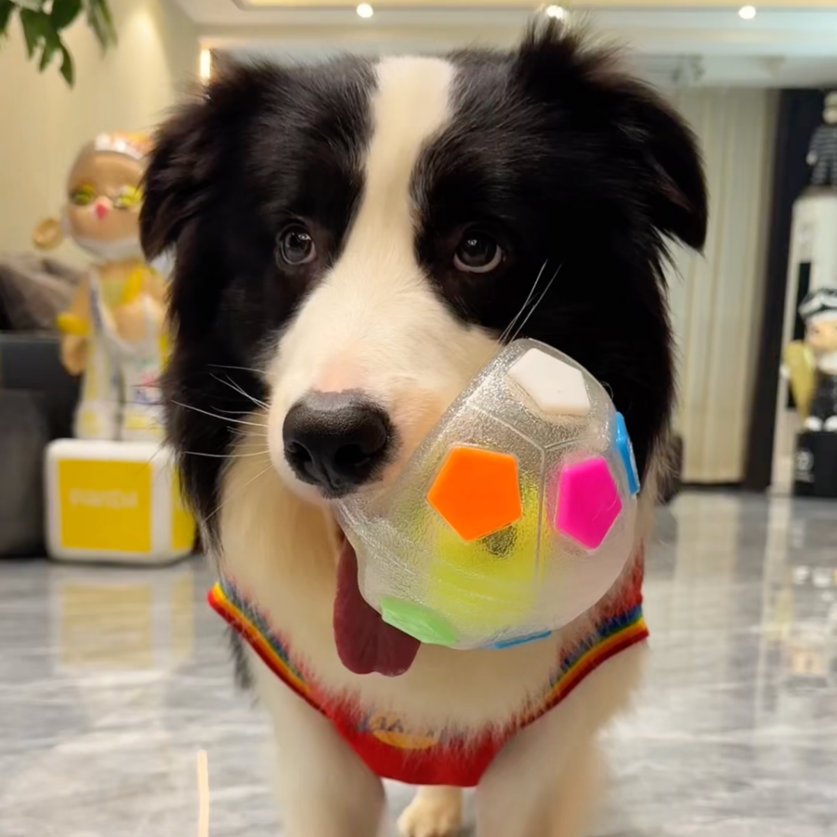 Squeaky soccer ball dog toy with tennis ball inside