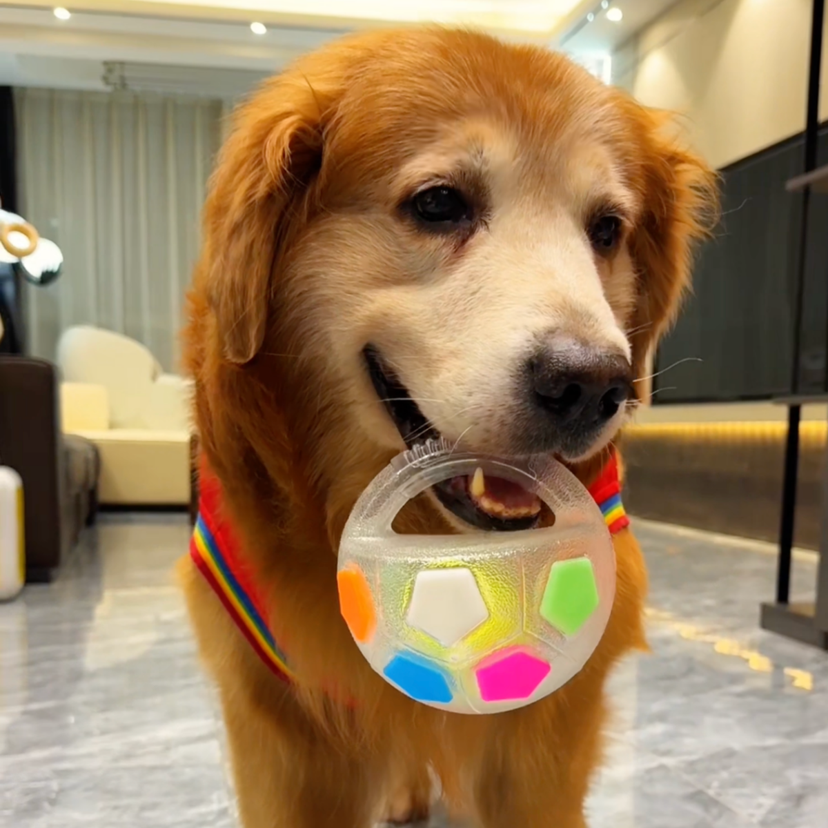 Squeaky soccer ball dog toy with tennis ball inside, photo 6