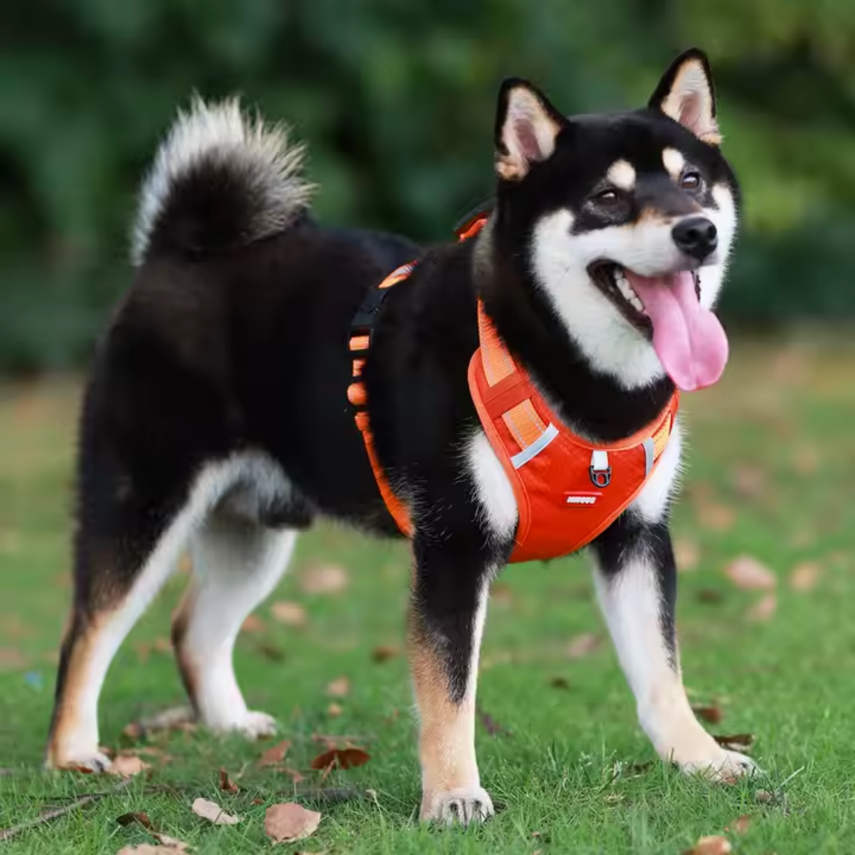 No-pull reflective dog harness with handle, orange