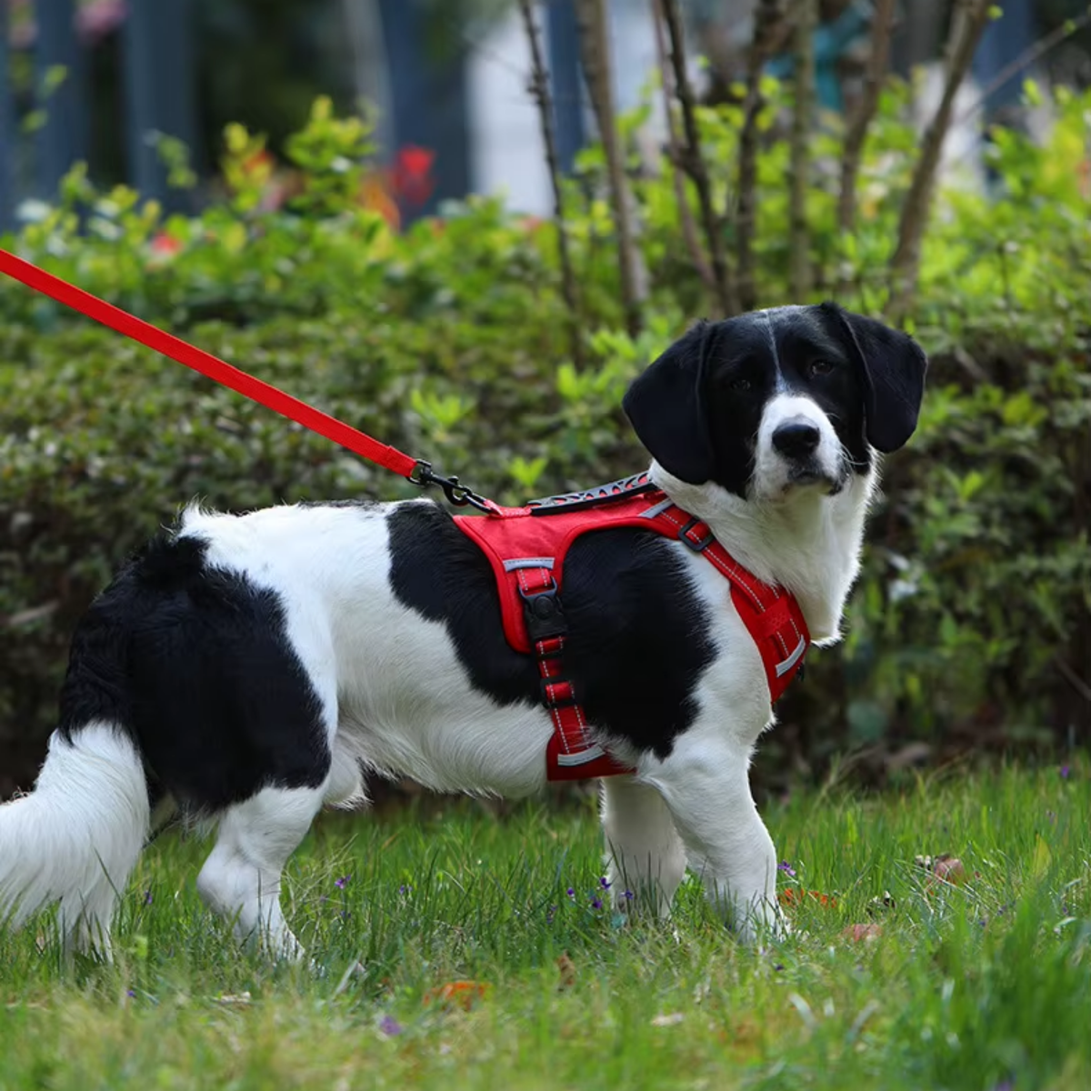 No-pull reflective dog harness with handle, photo 6