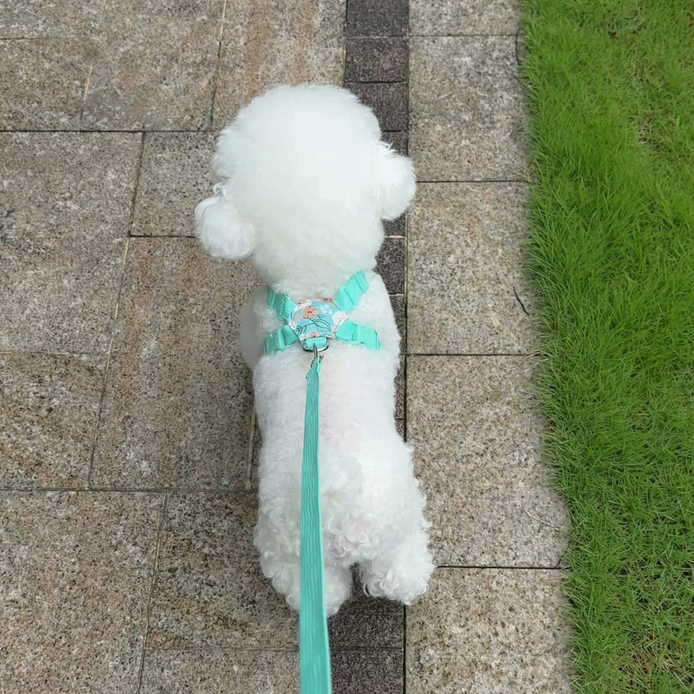 Printed X-style dog harness for small dogs, photo 10