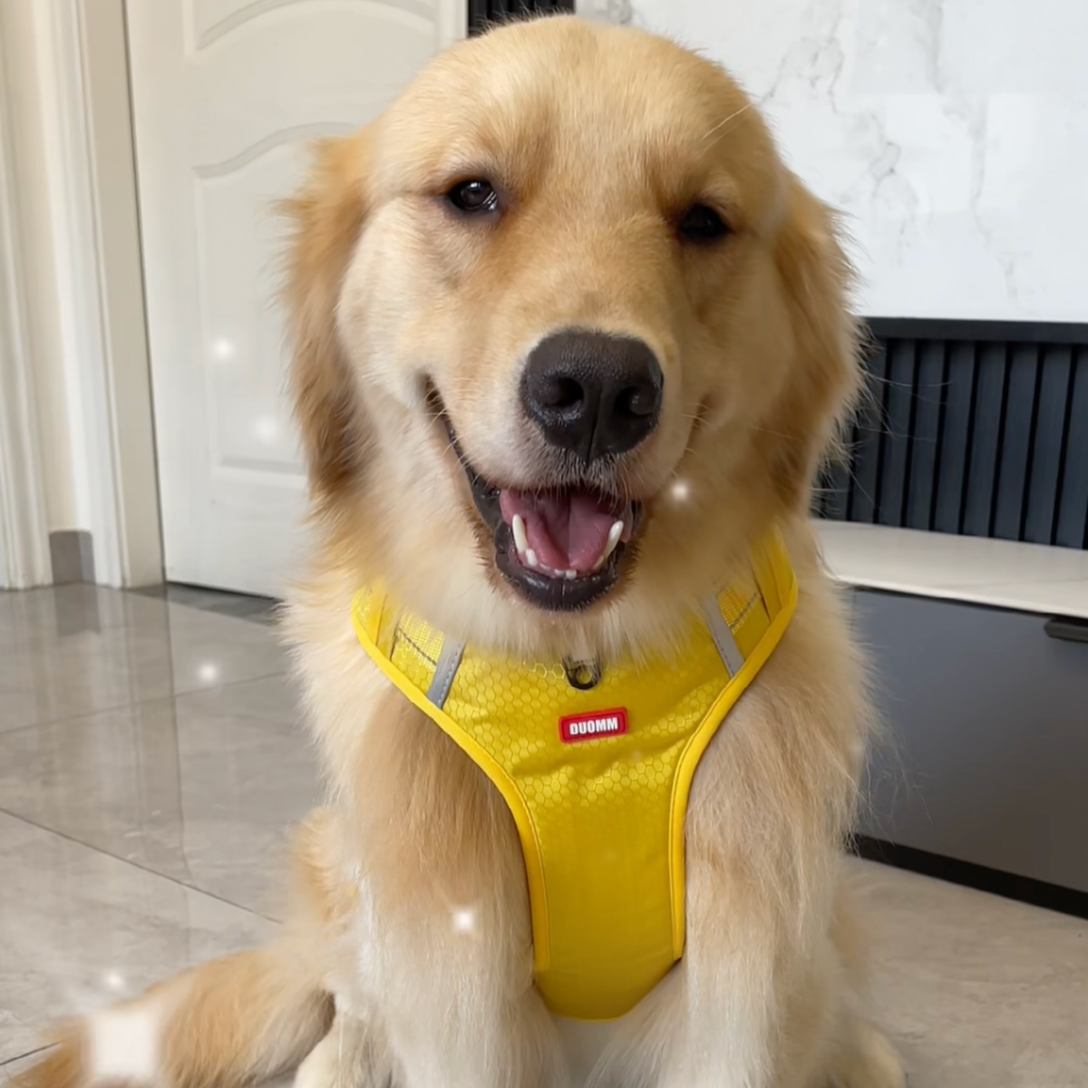 No-pull reflective dog harness with handle