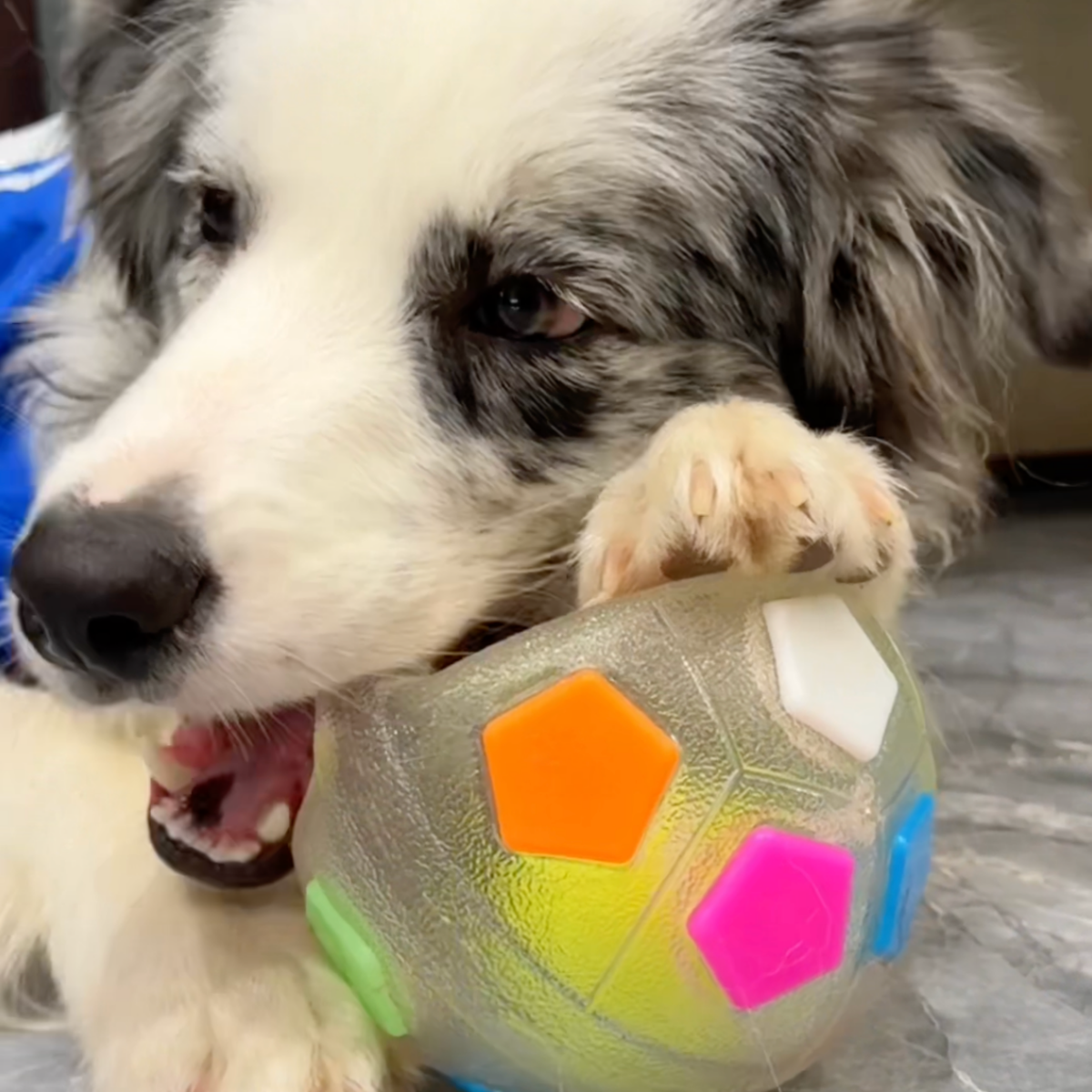 Squeaky soccer ball dog toy with tennis ball inside, photo 5