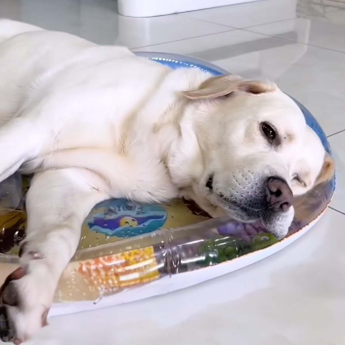 Cooling water bed for dogs, photo 4