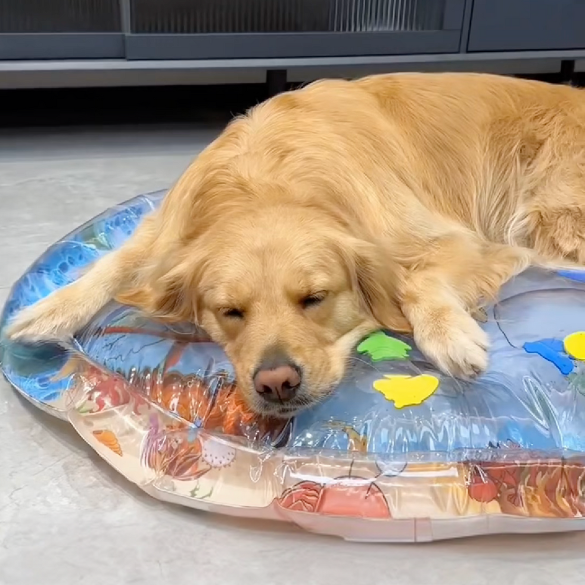 Cooling water bed for dogs