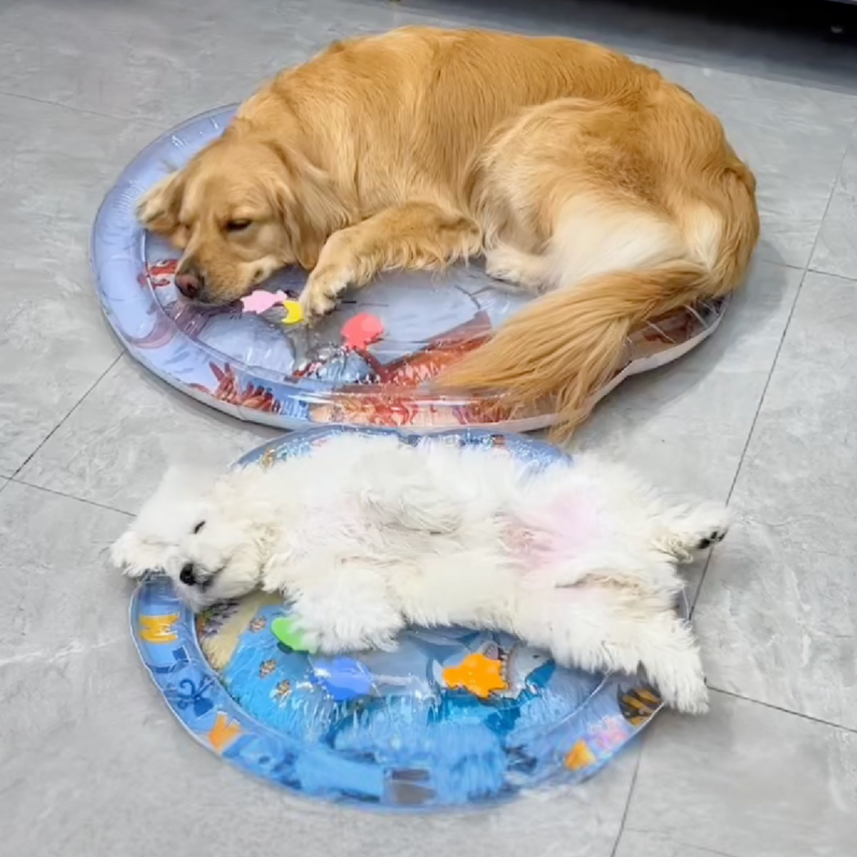 Cooling water bed for dogs, photo 3
