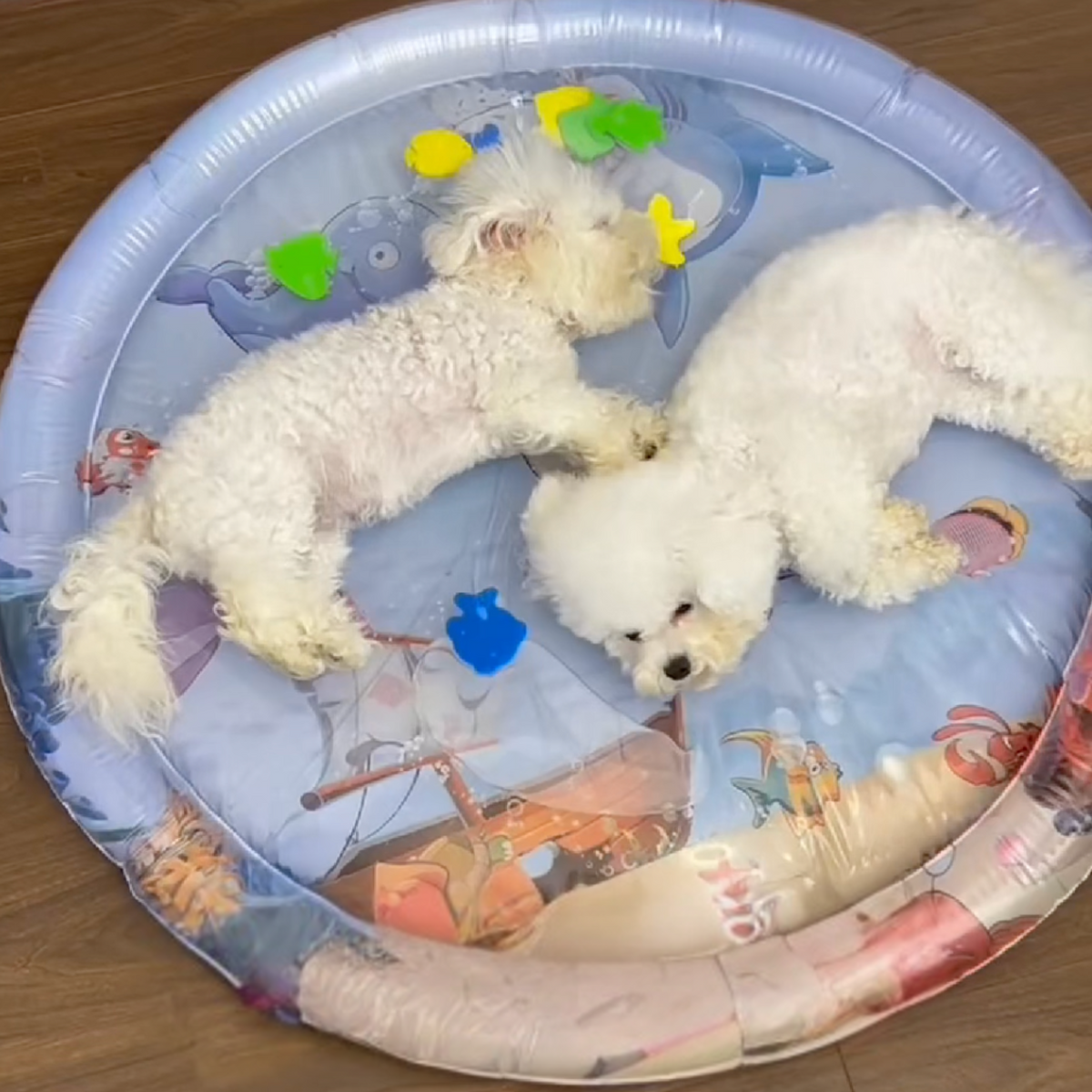Cooling water bed for dogs, photo 2
