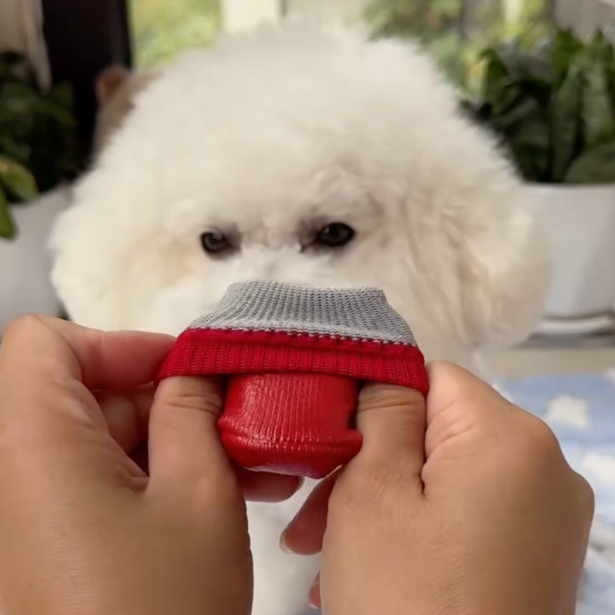 Waterproof red dog boots, photo 4