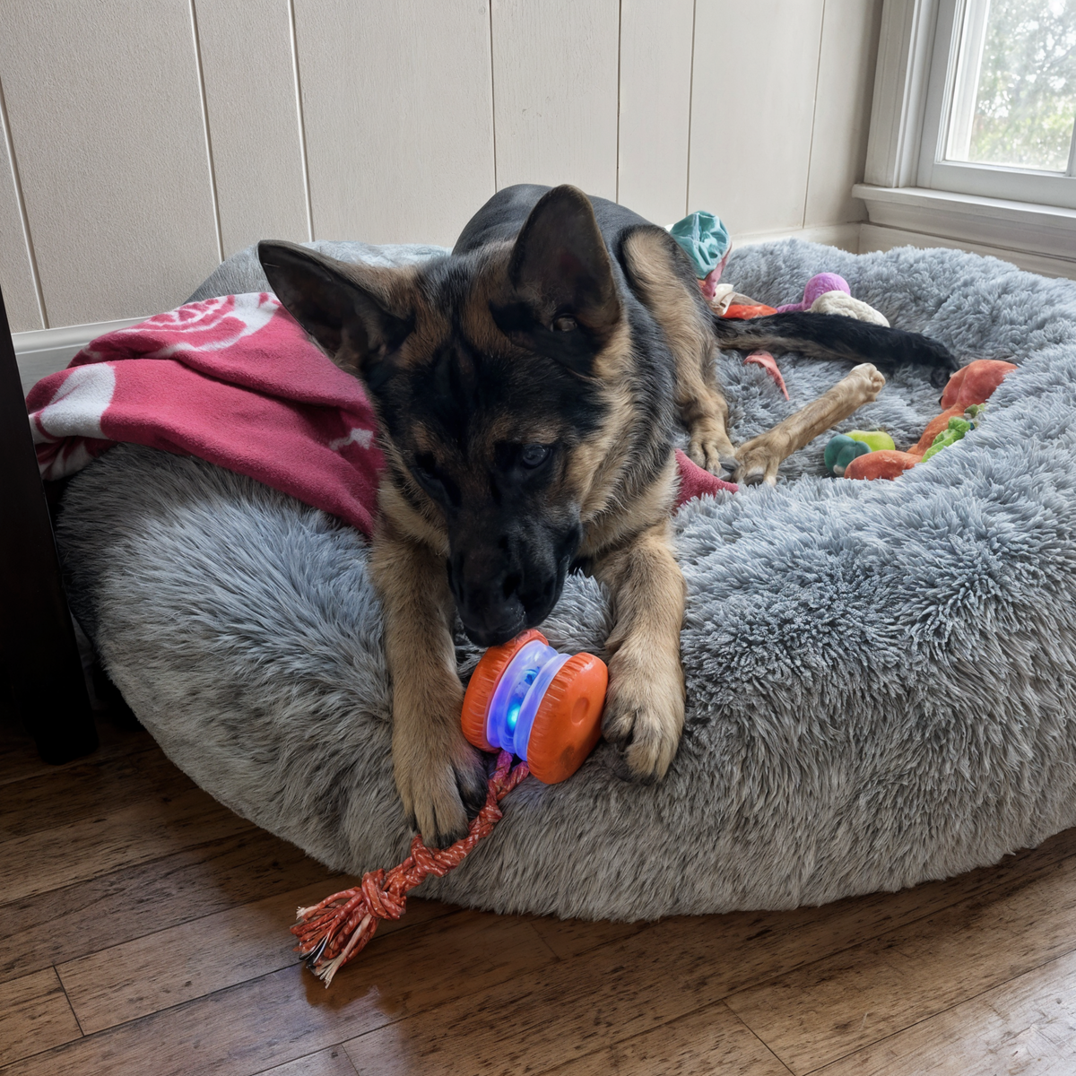 Rechargeable rolling dog toy with rope, photo 5