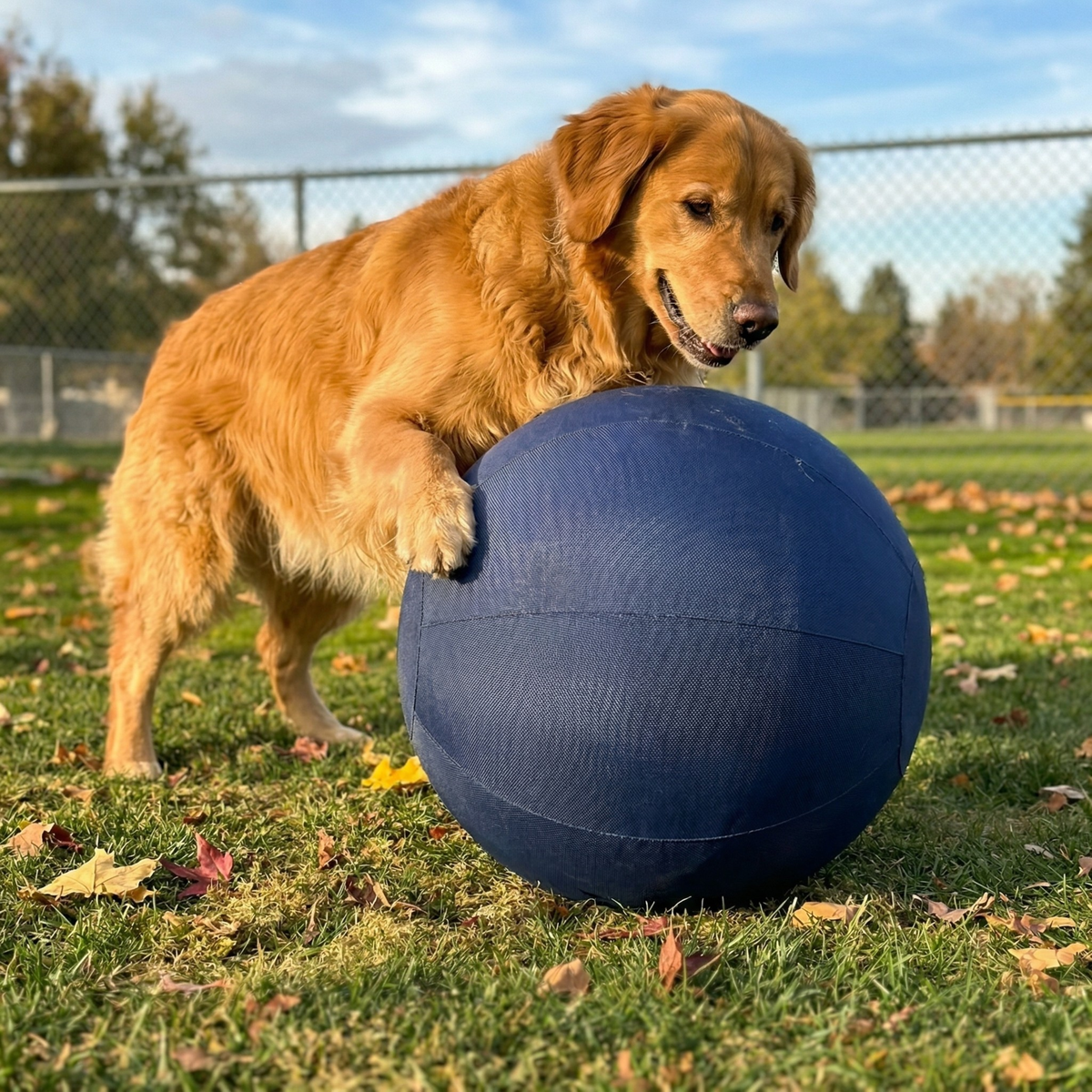 22 inch blue herding ball for dogs, photo 2