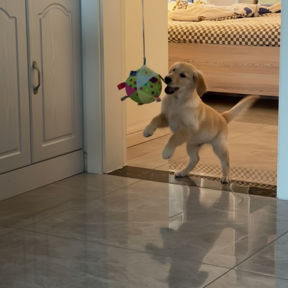 Hanging bungee ball dog toy, photo 2