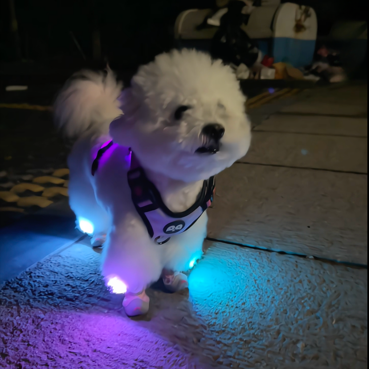 LED light-up dog shoes