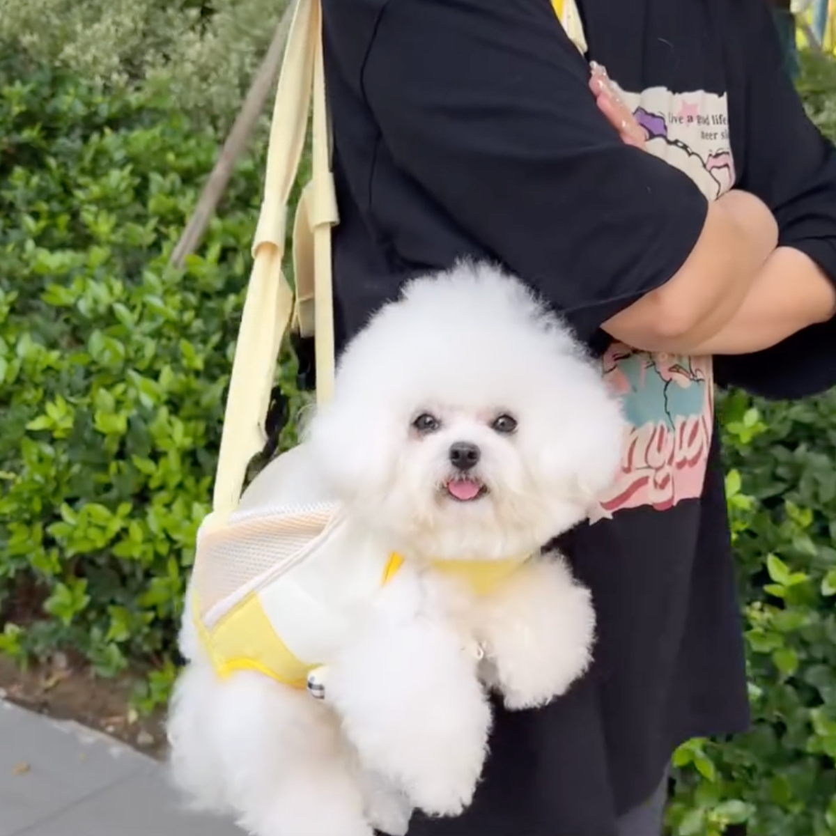 Hands-free dog carrier backpack for small dogs, photo 3