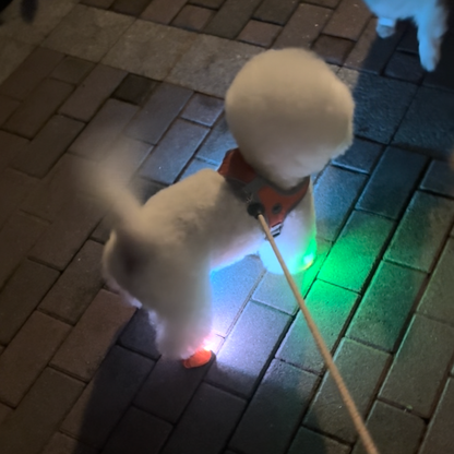 LED light-up dog shoes, photo 5