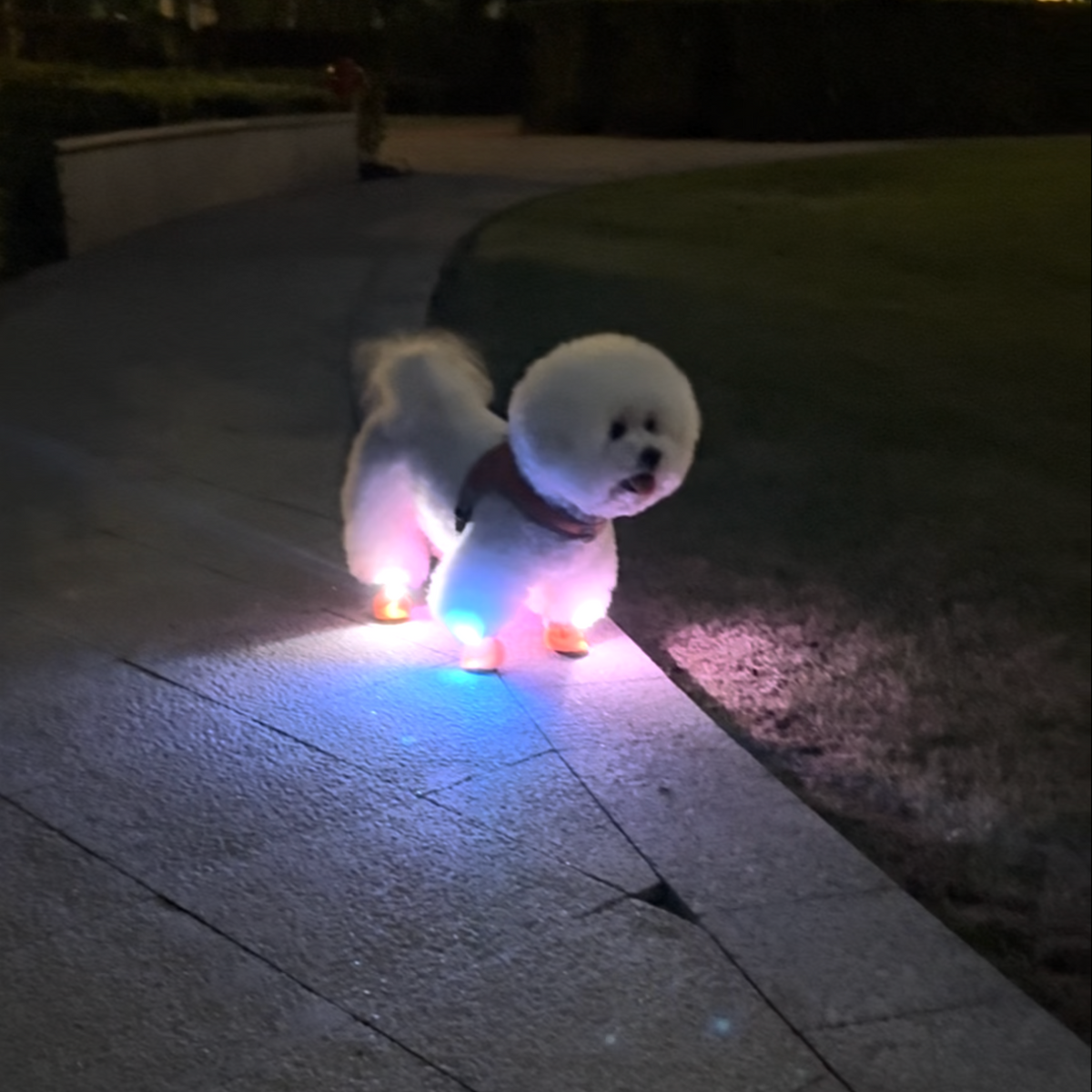 LED light-up dog shoes, photo 6