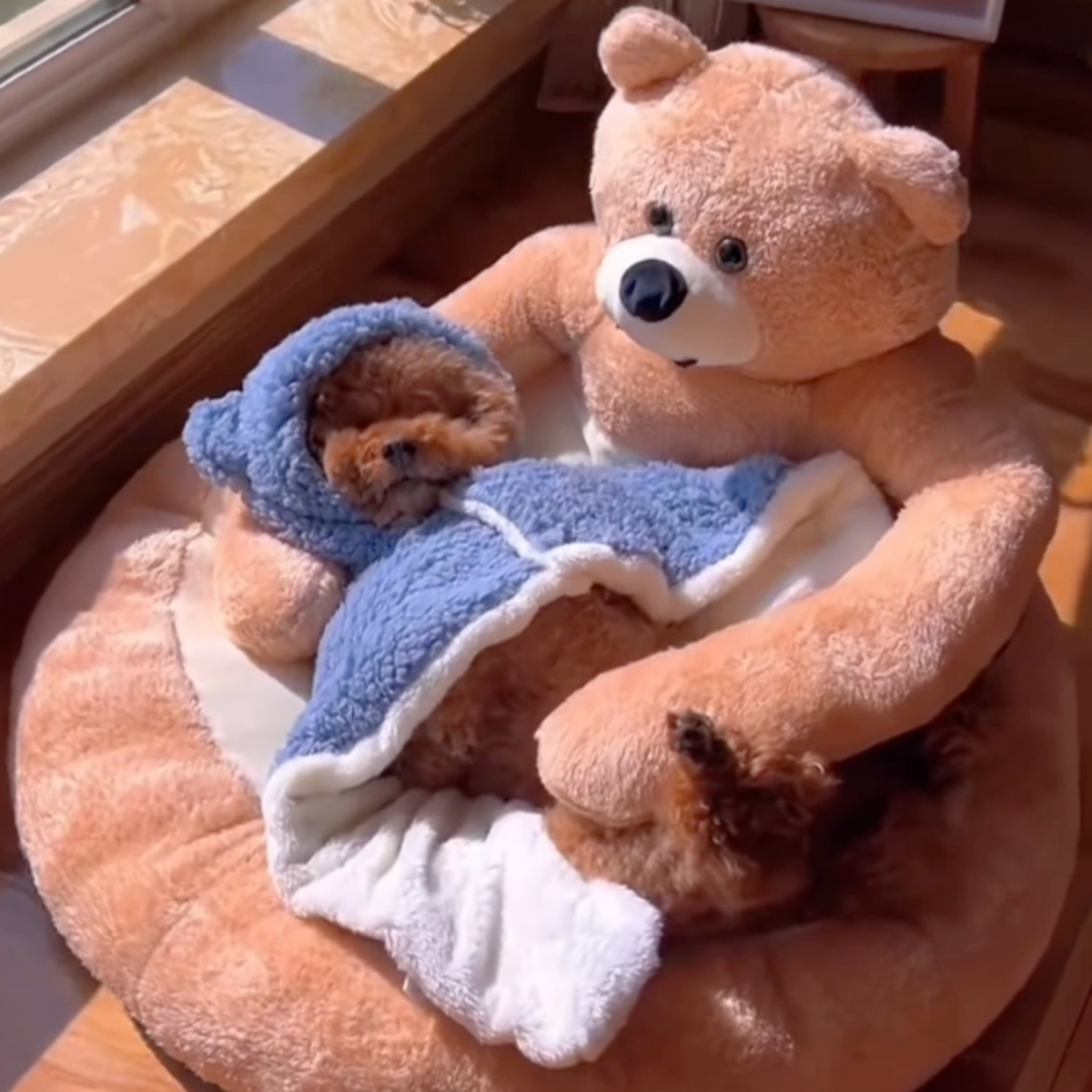 Teddy bear hug dog bed, photo 5