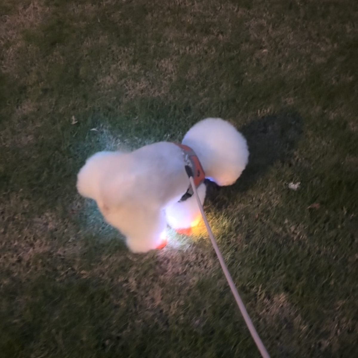 LED light-up dog shoes, photo 7