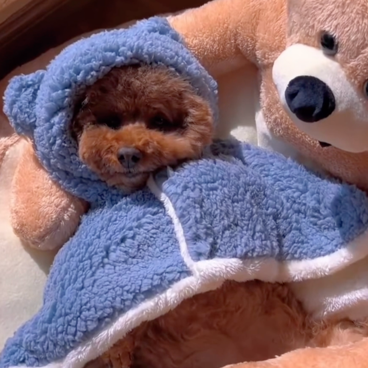 Teddy bear hug dog bed, photo 7