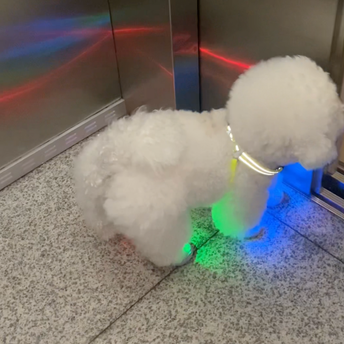 LED light-up dog shoes, photo 3