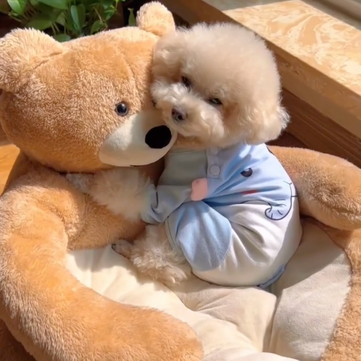 Teddy bear hug dog bed, photo 4