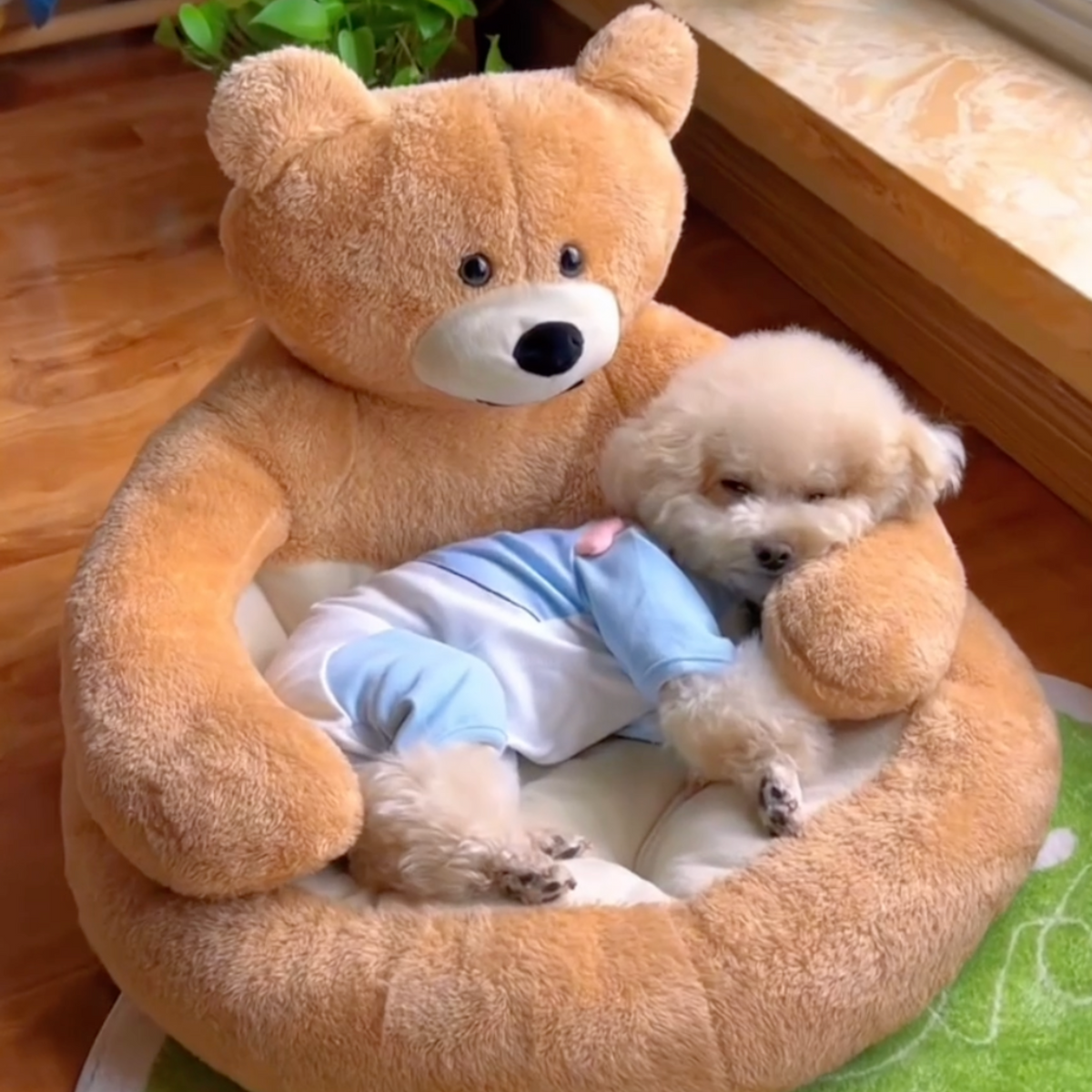 Teddy bear hug dog bed, photo 2