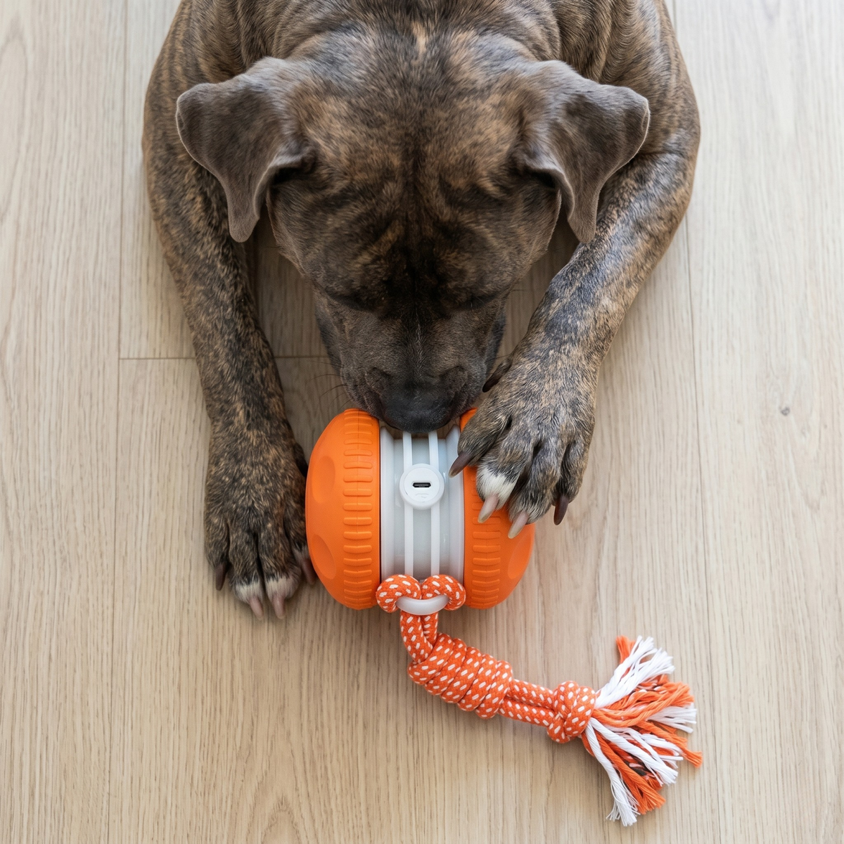 Rechargeable rolling dog toy with rope, photo 2
