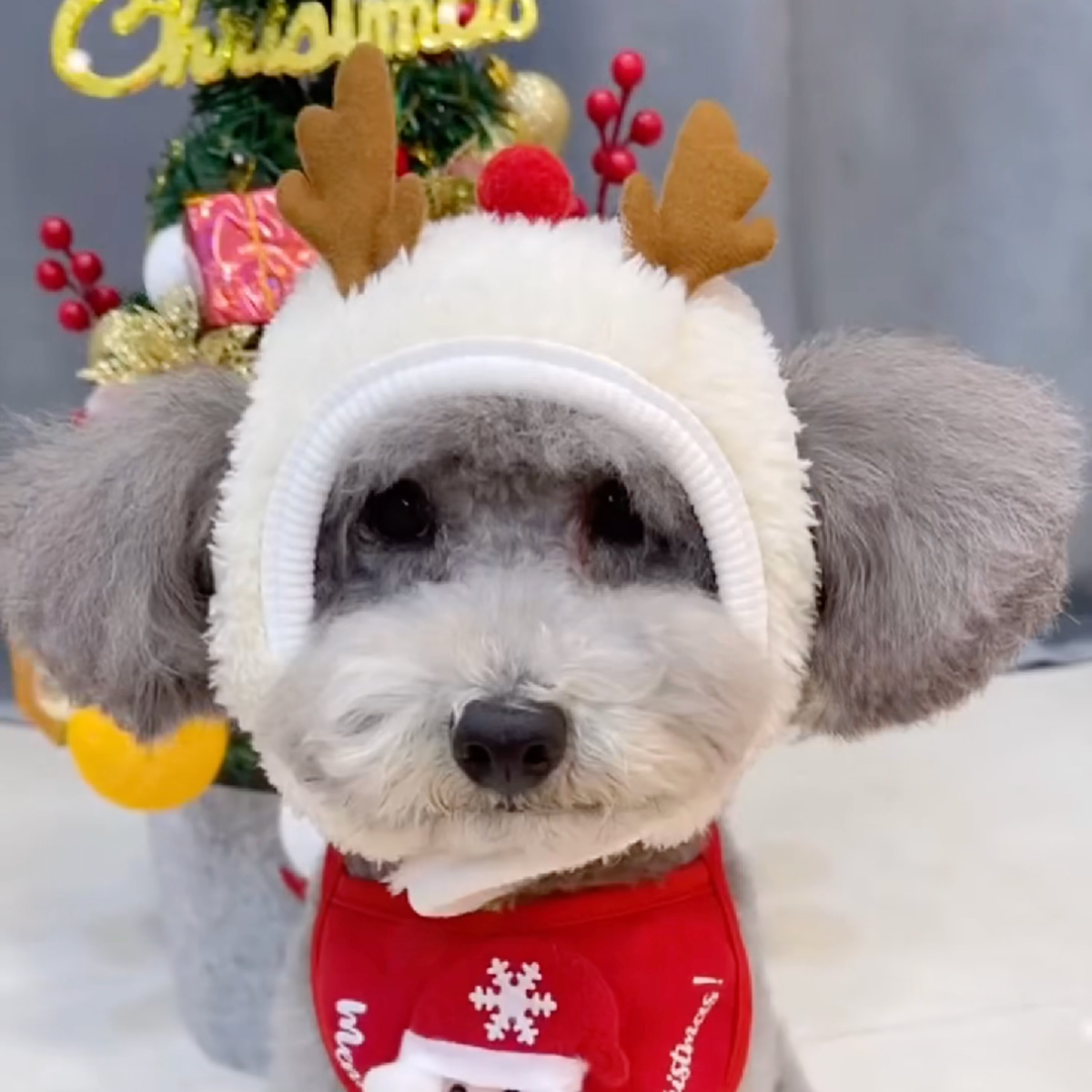Christmas tree dog hat with reindeer bib, white