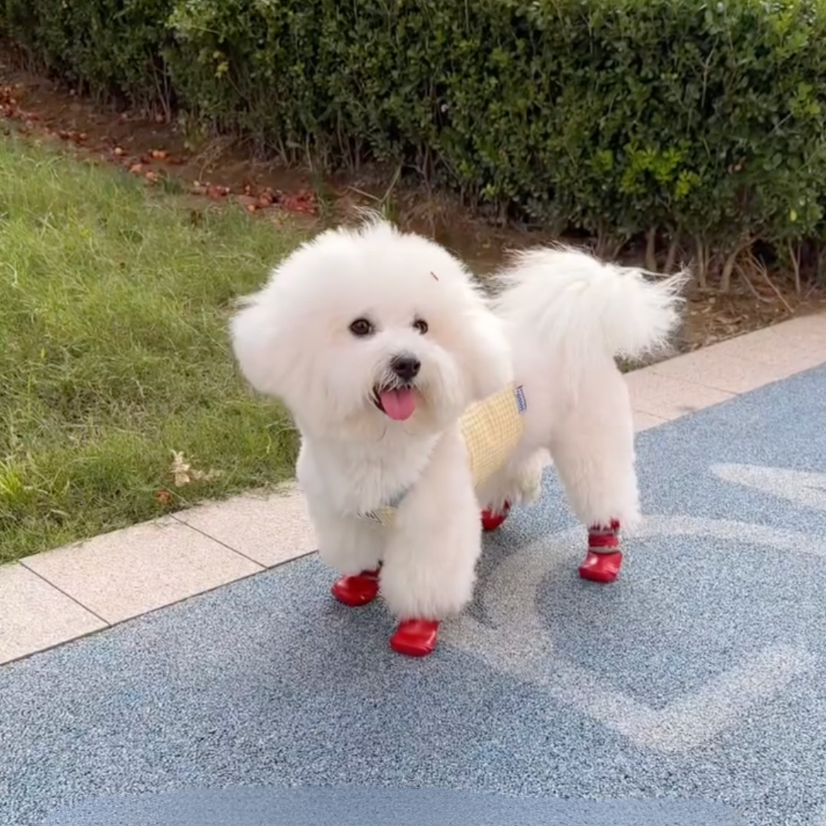Waterproof red dog boots, photo 7
