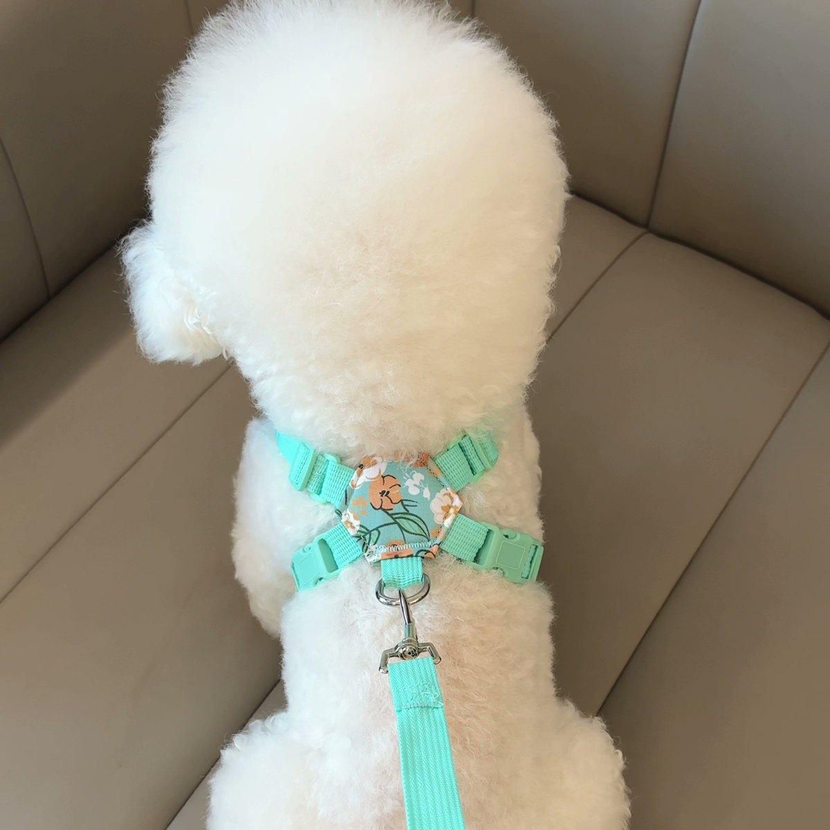 Printed X-style dog harness for small dogs, photo 4