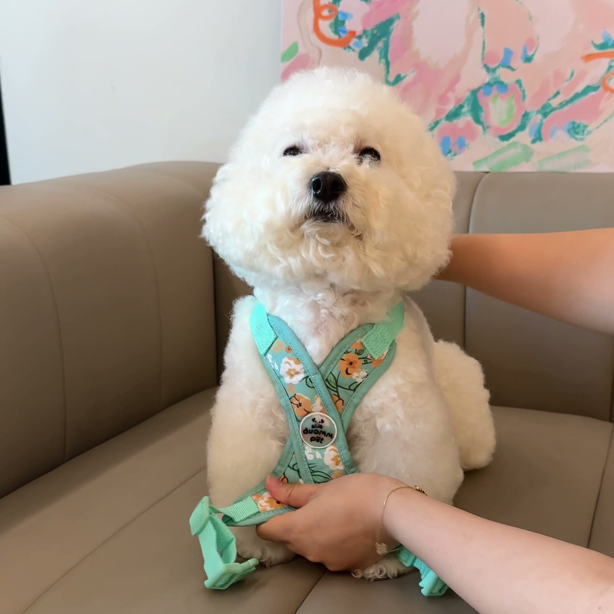 Printed X-style dog harness for small dogs, photo 2