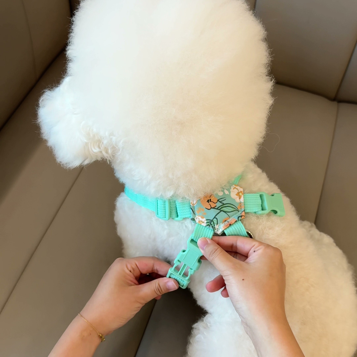 Printed X-style dog harness for small dogs, photo 3