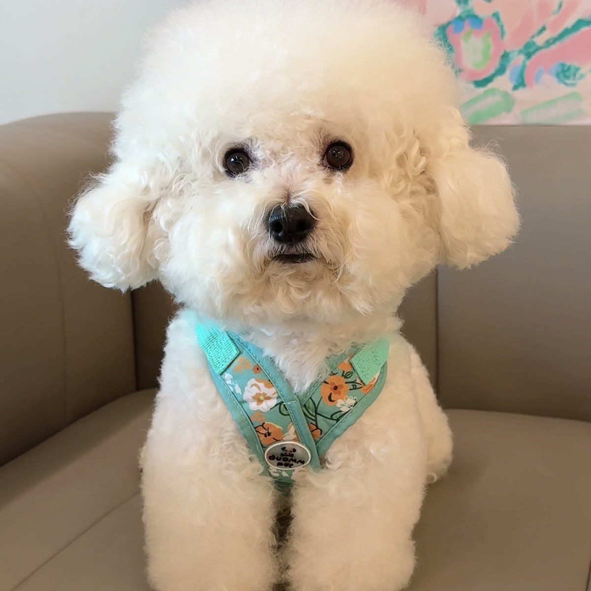 Printed X-style dog harness for small dogs
