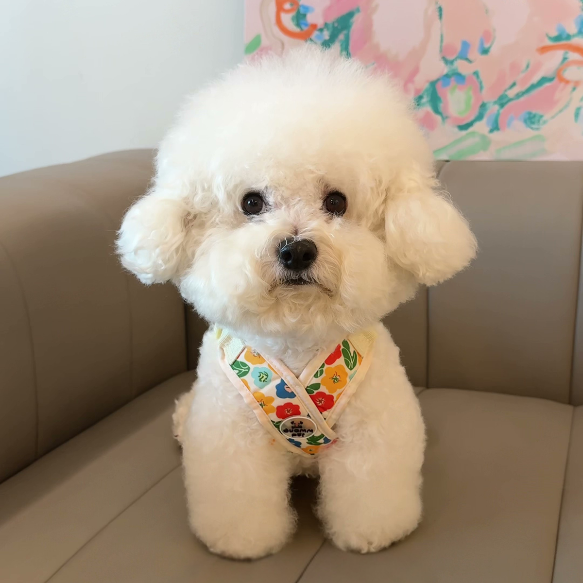 Printed X-style dog harness for small dogs, photo 5