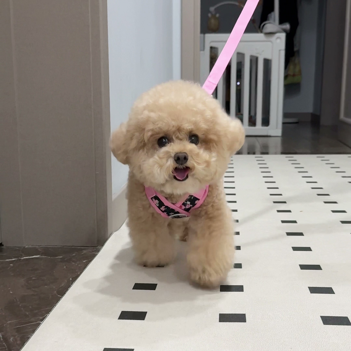 Printed X-style dog harness for small dogs, photo 9
