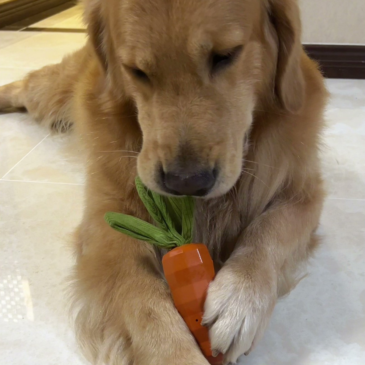 Squeaky carrot dog toy, photo 11