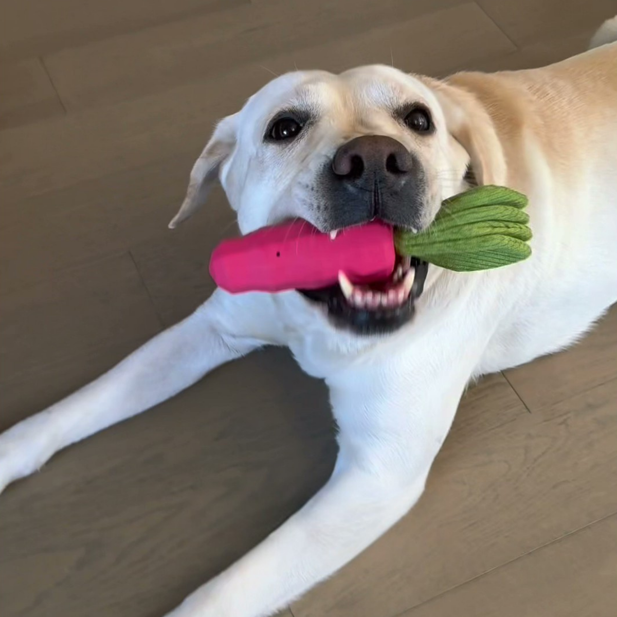 Squeaky carrot dog toy, photo 10