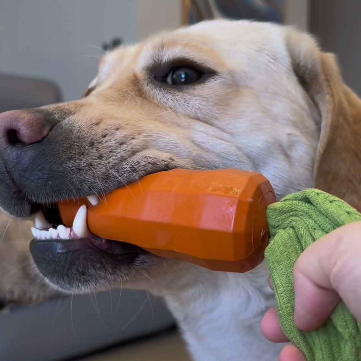 Squeaky carrot dog toy, photo 2