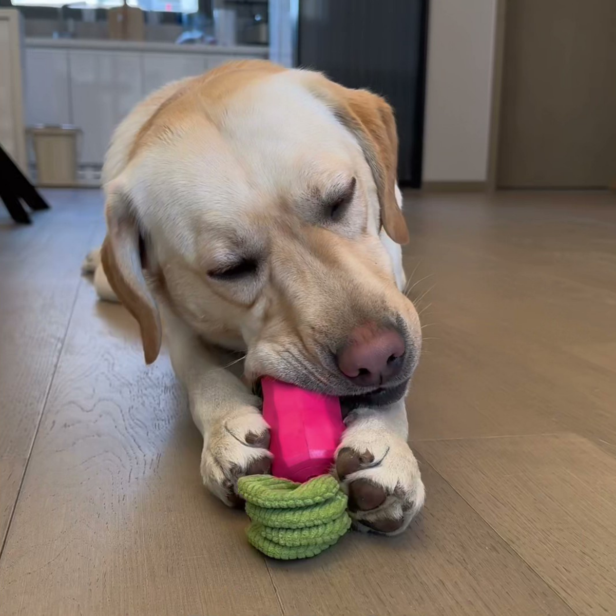 Squeaky carrot dog toy, photo 7