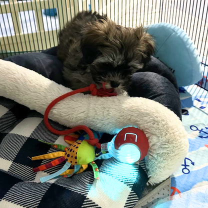 Self-rolling dog ball with rope tail