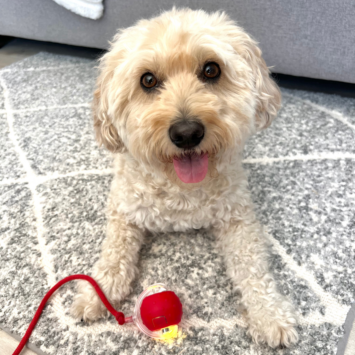 Self-rolling dog ball with rope tail, photo 2