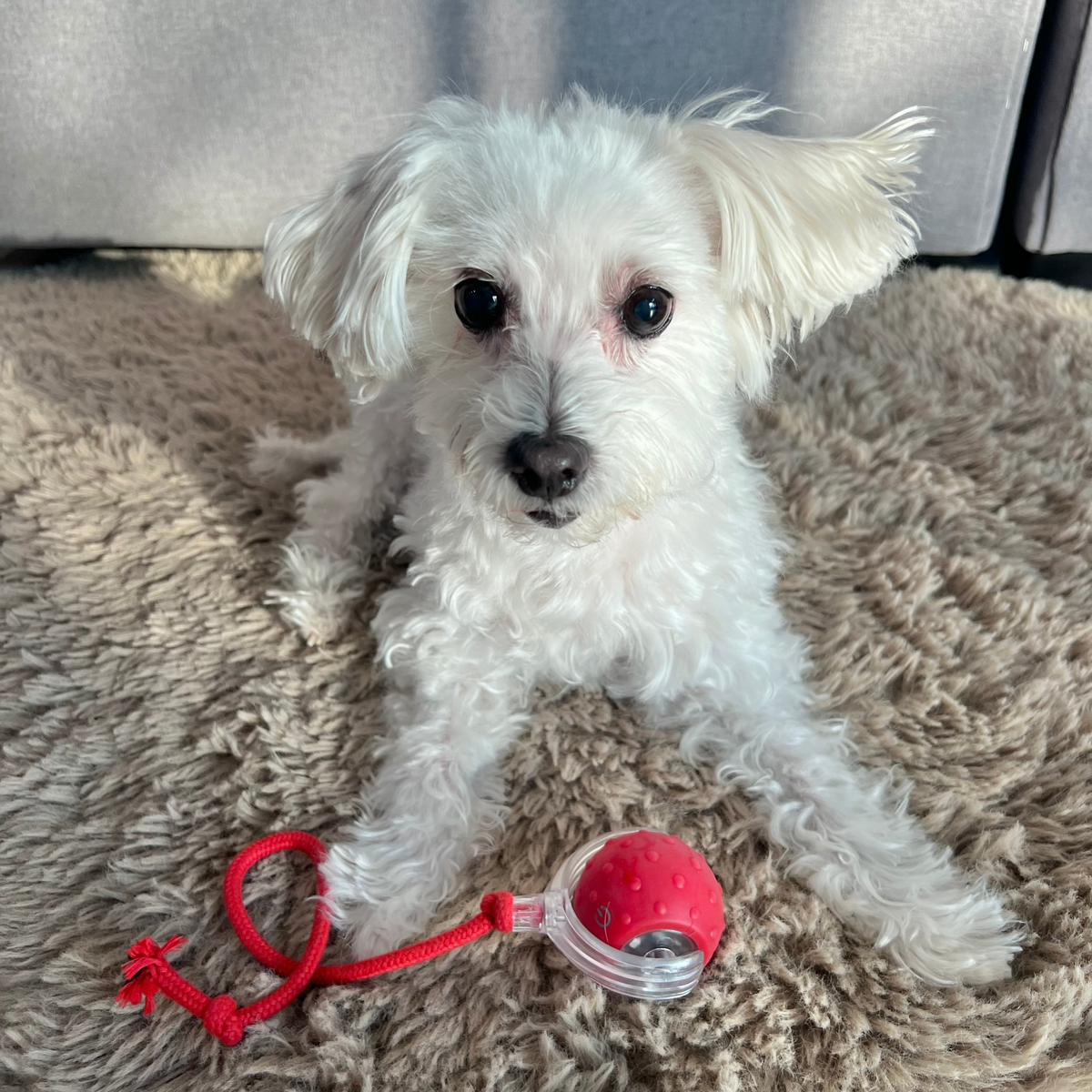 Self-rolling dog ball with rope tail, photo 4
